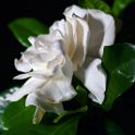 IMG_4557 Fiore di gardenia Formato stampa: standard