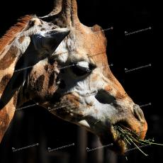 Giraffa_0816