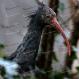 Ibis_eremita