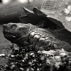 Tartaruga_di_Aldabra_1055