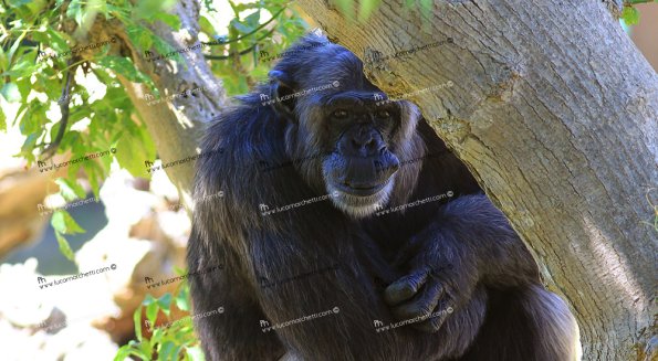 Scimpanze_1115